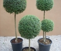 Ligustrum Jonandrum