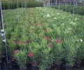 Nerium Oleander