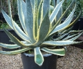 Agave