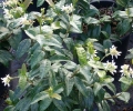 Rincospermum Jasminoides