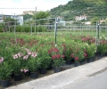 Nerium Oleander