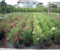 Nerium Oleander