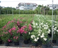 Nerium Oleander