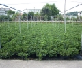 Pittosporum Tobira