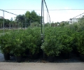 Pittosporum Tobira